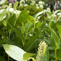 オモダカ,ガウラ,ハンゲショウ,今日のお花,カンナの葉っぱ♪の画像