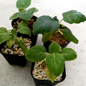 ウンカリーナ ルーズリアナ,ウンカリーナ  ルーゼリアーナ,多肉植物,塊根植物,可愛いの画像
