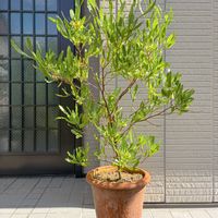 ドドナエア,観葉,ドドナエア プルプレア,グリーンリーフ,平和を願う☆の画像