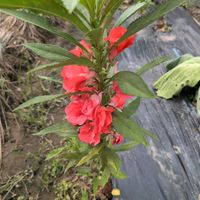 ホウセンカの画像