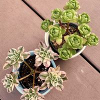 ハオルチア,ハオルチア 菊日和,アーノルディ,甜茶錦,多肉植物の画像