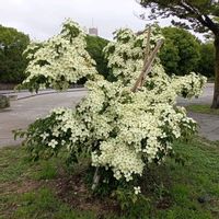 ナナカマドの画像