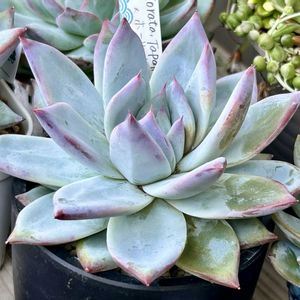 ブラックサバス,多肉植物,エケベリア属,多肉植物 エケベリア,ベランダ多肉の画像