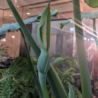 クワズイモ,アロカシア,アロカシア・オドラ,ジャイアント　エレファント　イヤー,観葉植物の画像