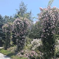 公園,つるバラ,ばら バラ 薔薇,今日も笑顔で♡,Happiness♡♡の画像