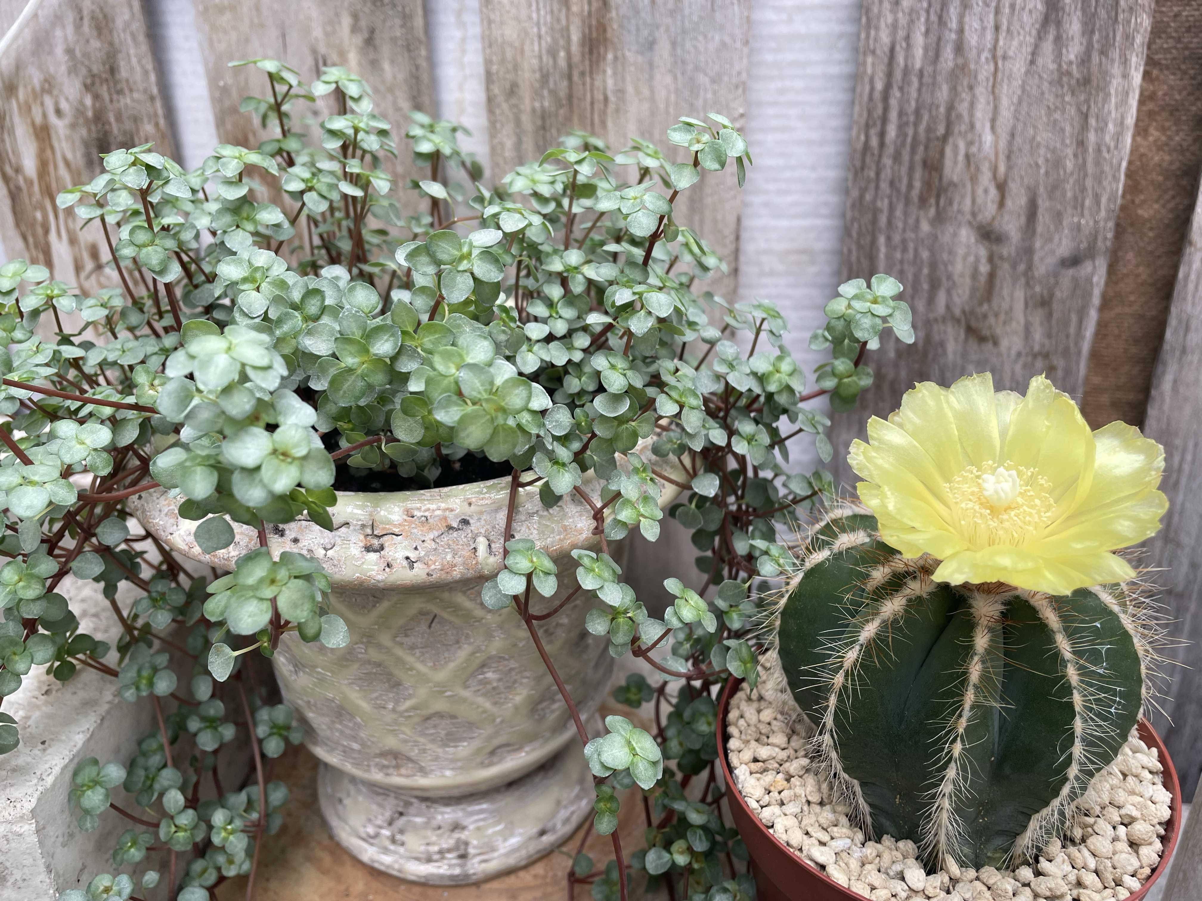 多肉植物　花サボテン　大輪咲　六の五 多肉植物 花サボテン 大輪咲 六の五 2026年最新】Yahoo!オークション