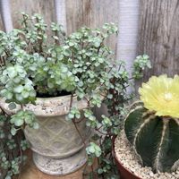 サボテン,サボテン,ピレア グラウカ,観葉植物,サボテンの花の画像