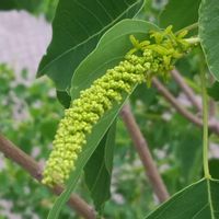 ナンキンハゼ,雄花.,雌花.,雌花.,樹木の画像