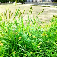 エノコログサ,病院帰りに,通り道の畑の土手に,今日は整形外科に,水抜いてヒアルロン酸打ちにの画像