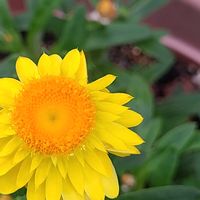 ヘリクリサムの画像