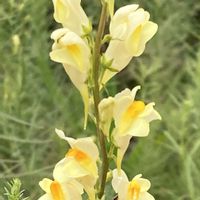リナリア,お出かけ先にての画像