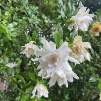 紫陽花,サツキ,クチナシ　八重咲き,八重咲きクチナシ,ヤツデの葉っぱの画像