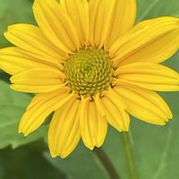 ジギタリス,ナンテン,バラ,ヒメヒマワリ,リアトリスの画像