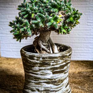 トリコディアデマ 紫晃星 ,トリコディアデマ デンサム,塊根植物,ミニ盆栽,コーデックスの画像