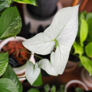 観葉植物,成長記録,ティフォニウム,ティフォニウム・シンハベディアの画像