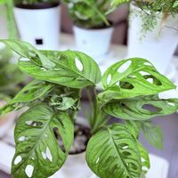 アーモンドネックレス,マドカズラ,多肉植物,観葉植物の画像
