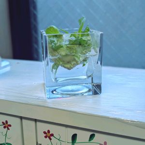 キャベツ,祈る震災復興,水耕栽培,花のある暮らし,緑のある暮らしの画像