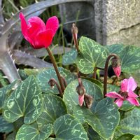 コスモス,シクラメン,種まきっ子,花も多肉も好き,いつも心に太陽をの画像