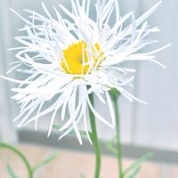 デイジー,シャスターデージー オールドコート,ジャスタ,観葉植物,お花の画像