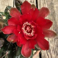 サボテン,緋花玉,多肉植物,ダイソー,お花の画像