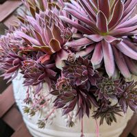 エキナセア,ルビーネックレス,センペル,センペルビウムの花,センペルビウムの画像