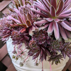 エキナセア,ルビーネックレス,センペル,センペルビウムの花,センペルビウムの画像