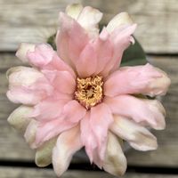 サボテン,ペンタカンサ,多肉植物,ダイソー,お花の画像