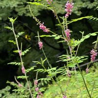 キキョウ,ユリ,コマツナギ,ハクサンボク,山野草の画像