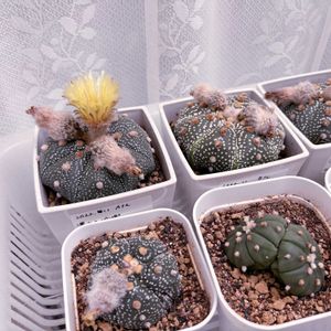 サボテン,多肉植物,ぷりぷり多肉,ネコと植物の画像
