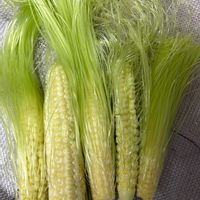 とうもろこし,収穫,夏野菜,間引き,ヤングコーンの画像