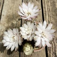サボテン,牡丹玉,多肉植物,ダイソー,お花の画像