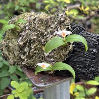ヘゴ,オサラン,ラン科,山野草,野草の画像