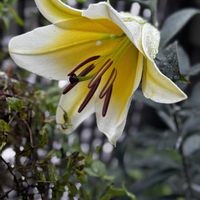 黄色の花,花の金曜日,カレンダーの日,煌めきの金曜日,玄関アプローチの画像