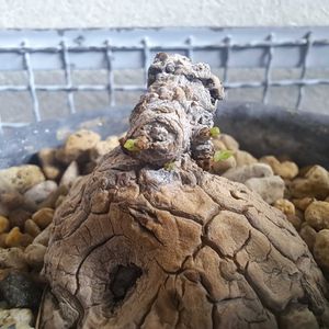 ステファニア・ヴェノーサ,ステファニア・ヴェノーサ,成長記録,植中毒,植物好きの画像