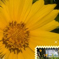 虹の玉（セダム属）,バニーカクタス,虹の玉,南十字星,白桃扇の画像