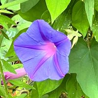 ノアサガオ,可憐な花,美しく青きドヨウ,明日はきっと良い日になる,2019同期の画像