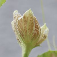 アガパンサス,アガパンサス,苔(コケ),ユウガオ,ユウガオの画像