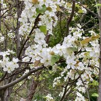 ナシ,ナシ,枇杷,枇杷,梨の花の画像