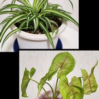 シンゴニウム,ドラセナ,パキラ,ペペロミア,オリヅルランの画像
