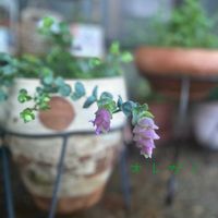 オレガノ,オレガノミルフィーユ・リーフ,鉢植え,ガーデニング,玄関アプローチの画像