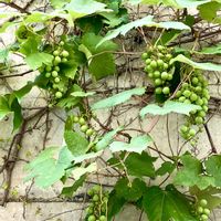 ハナニラ,ハナニラ,山ぶどう,ウクライナに平和をの画像