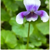 アジサイ,キャットミント,コダチヤハズカズラ,青い花,青い花マニアの画像