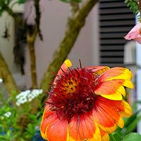 ガイラルディア,コンロンカ,ナデシコ,ノウゼンカズラ,ムクゲの画像