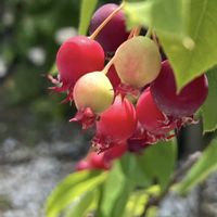 ジューンベリー,トマト,ナシ,桑の実,グミの画像