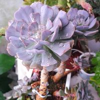 キュービックフロスト,エケベリア属,植物男子ベランダー,エケベリア好き,ベランダの画像
