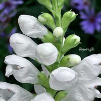 カクトラノオ,ハナトラノオ,フィソステギア クリスタルピーク,白花,花のある暮らしの画像