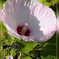 カリブラコア,ダイアンサス,ペチュニア,ムクゲ,アメリカフヨウの画像