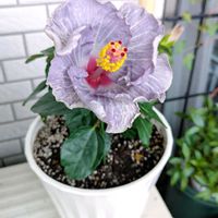 ハイビスカス NEWロングライフシリーズ,ハイビスカス　ケイト,おうち園芸,ベランダの画像