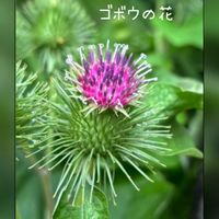 アザミ,ごぼうの花,可愛い,鮮やか ,癒しの画像