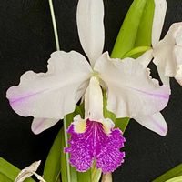 カトレア,スペシオシッシマ_,別名　ルデマニアナの画像